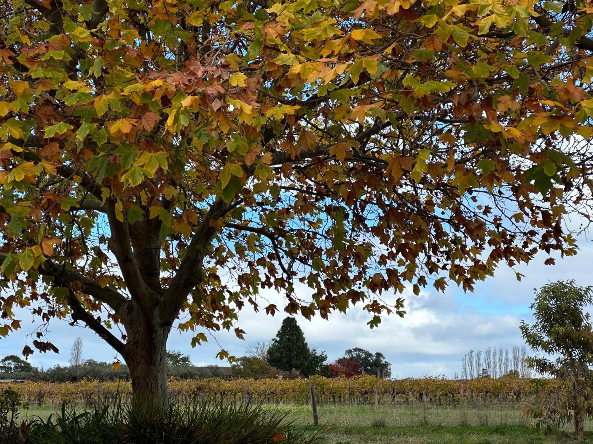 Wine And Roses Bed And Breakfast Adelaide Bagian luar foto